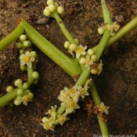 Spondias pinnata (L.f.) Kurz